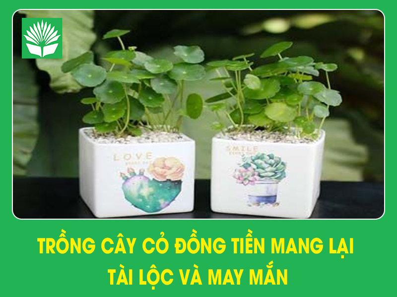 Trồng cây cỏ đồng tiền mang lại tài lộc và may mắn
