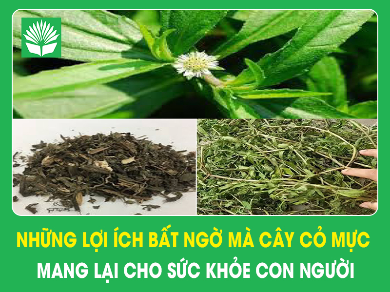 Những lợi ích bất ngờ mà cây cỏ mực (nhọ nồi) mang lại cho sức khỏe con người