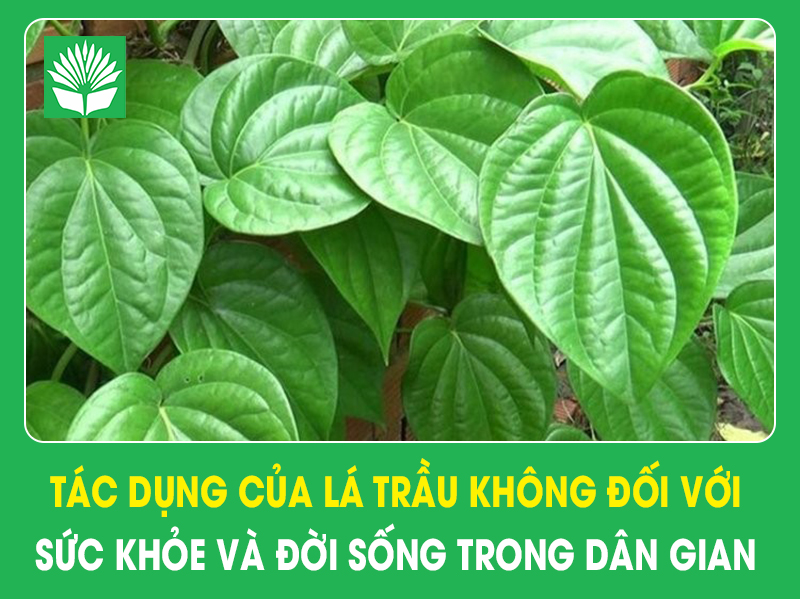 Tác dụng của lá trầu không đối với sức khỏe và đời sống trong dân gian