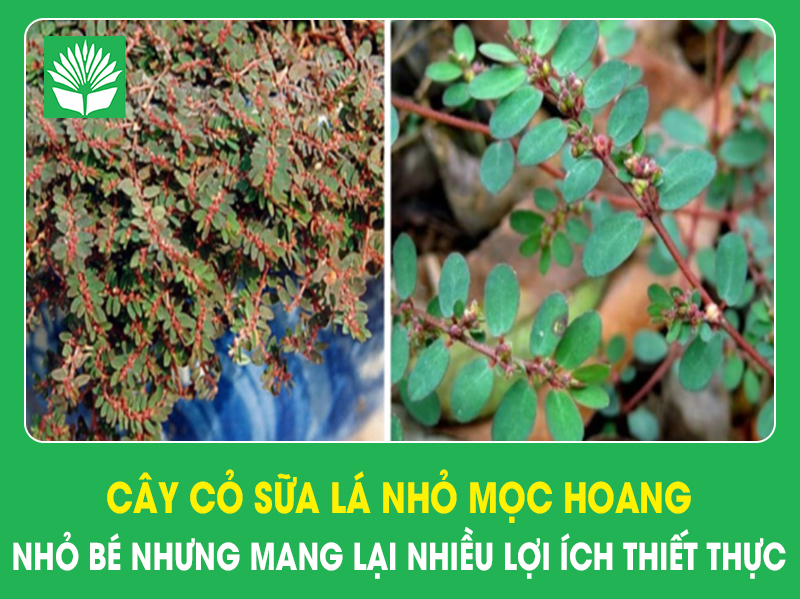 Cây cỏ sữa lá nhỏ mọc hoang, nhỏ bé nhưng mang lại nhiều lợi ích thiết thực