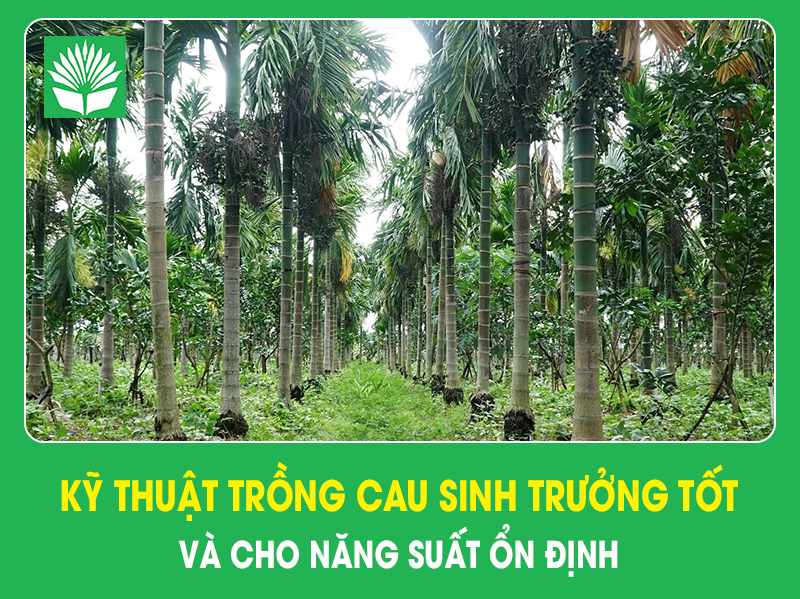 Kỹ thuật trồng cau sinh trưởng tốt và cho năng suất ổn định