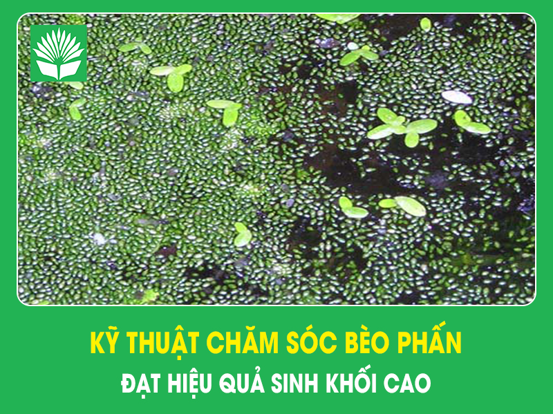 Kỹ thuật chăm sóc bèo phấn đạt hiệu quả sinh khối cao