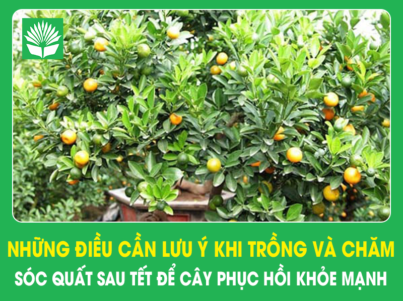 Những điều cần lưu ý khi trồng và chăm sóc quất sau Tết để cây phục hồi khỏe mạnh