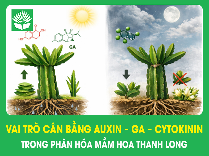 Vai trò cân bằng Auxin – GA – Cytokinin trong phân hóa mầm hoa thanh long