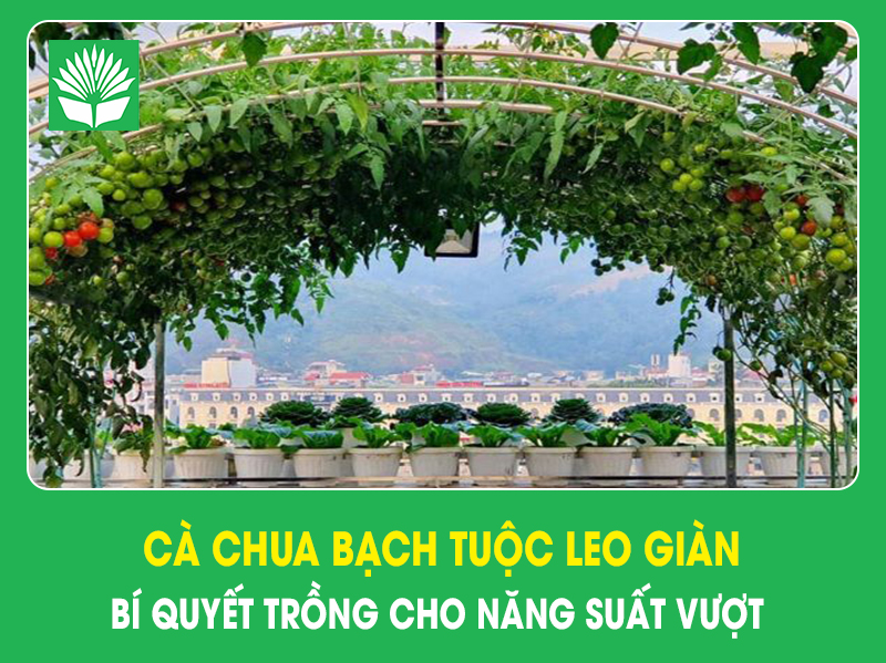 Cà chua bạch tuộc leo giàn – Bí quyết trồng cho năng suất vượt trội