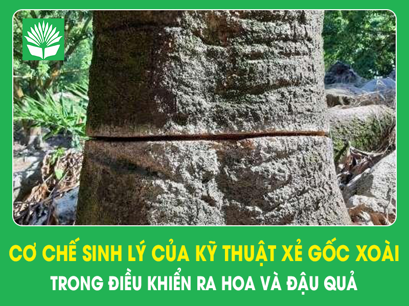 Cơ chế sinh lý của kỹ thuật xẻ gốc xoài trong điều khiển ra hoa và đậu quả