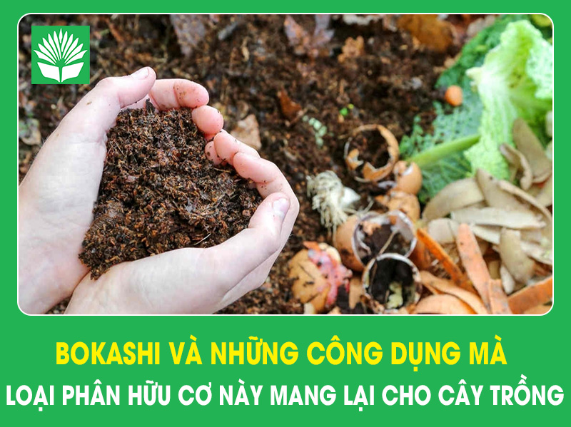 Bokashi và những công dụng mà loại phân hữu cơ này mang lại cho cây trồng