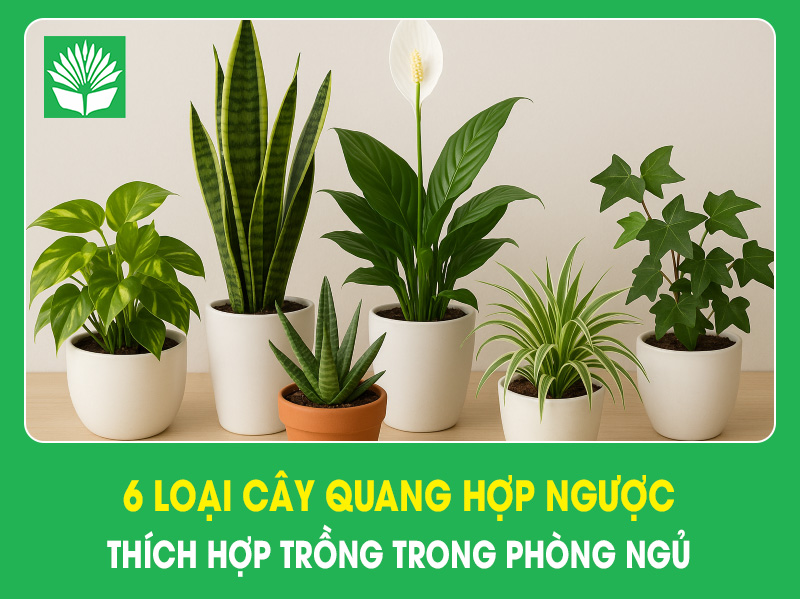 6 loại cây quang hợp ngược thích hợp trồng trong phòng ngủ