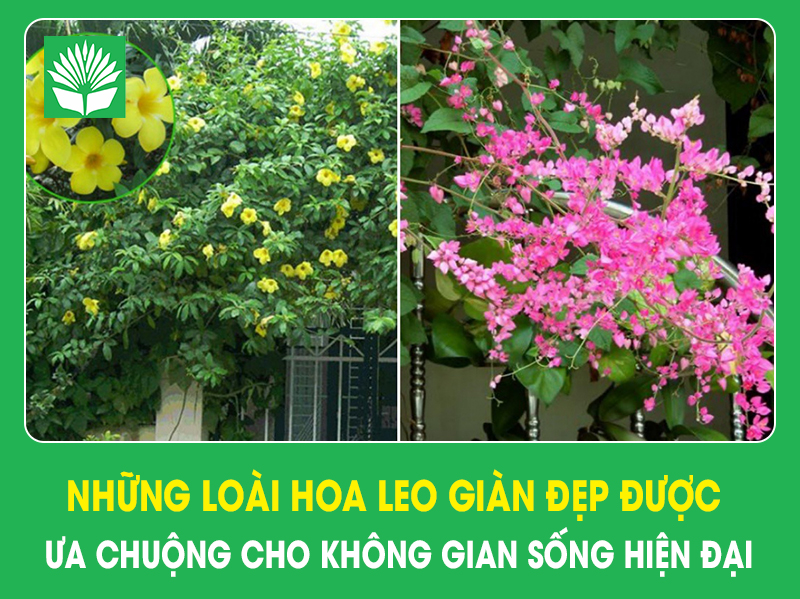 Những loài hoa leo giàn đẹp được ưa chuộng cho không gian sống hiện đại