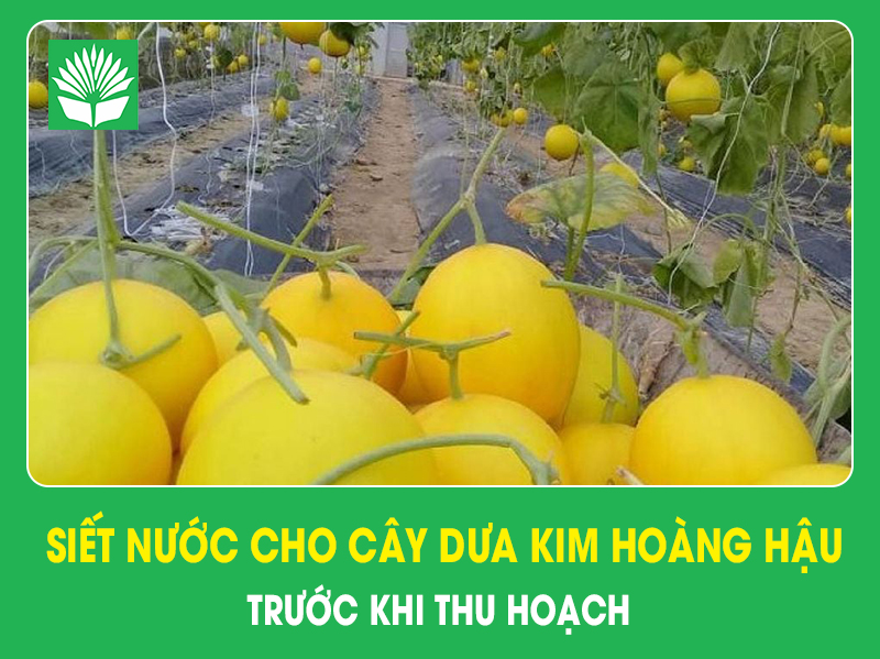 Kỹ thuật siết nước cho cây dưa kim hoàng hậu trước khi thu hoạch