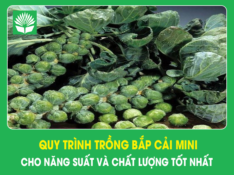 Quy trình trồng bắp cải mini cho năng suất và chất lượng tốt nhất