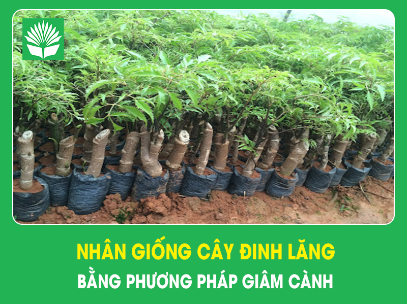 Nhân giống cây đinh lăng bằng phương pháp giâm cành