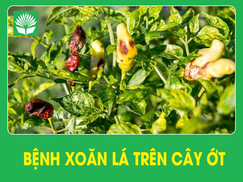 Bệnh xoăn lá trên cây ớt