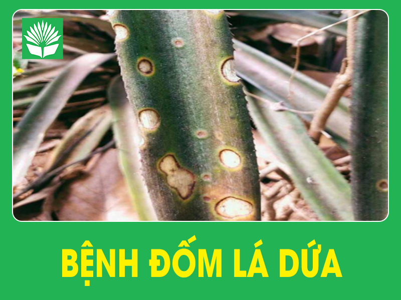 Bệnh đốm lá dứa