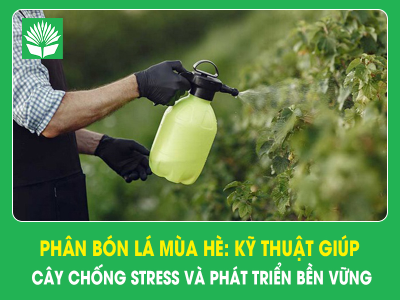 Phân bón lá mùa hè: Kỹ thuật giúp cây chống stress và phát triển bền vững