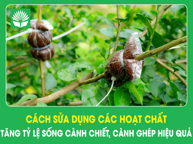 Cách sửa dụng các hoạt chất tăng tỷ lệ sống cành chiết, cành ghép hiệu quả