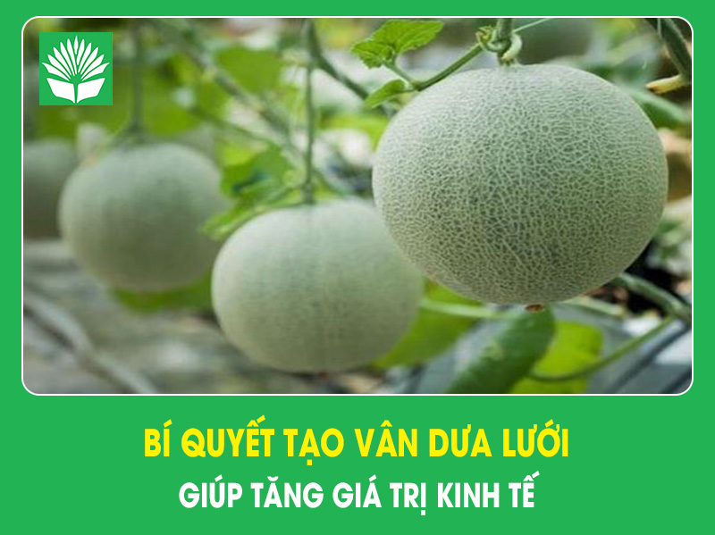 Bí quyết tạo vân dưa lưới giúp tăng giá trị kinh tế