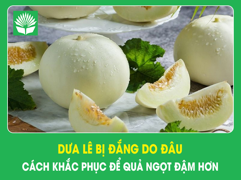 Dưa lê bị đắng do đâu, cách khắc phục để quả ngọt đậm hơn