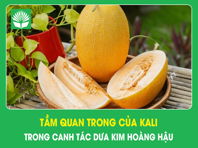 Tầm quan trọng của nguyên tố kali trong canh tác dưa kim hoàng hậu