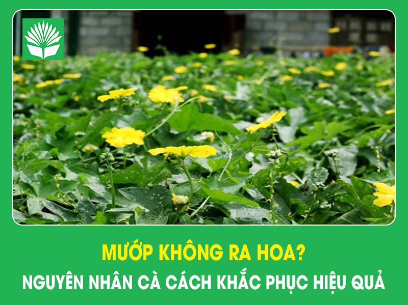 Mướp không ra hoa? Nguyên nhân cà cách khắc phục hiệu quả