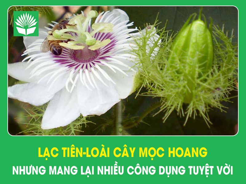 Lạc tiên-loài cây mọc hoang nhưng mang lại nhiều công dụng tuyệt vời