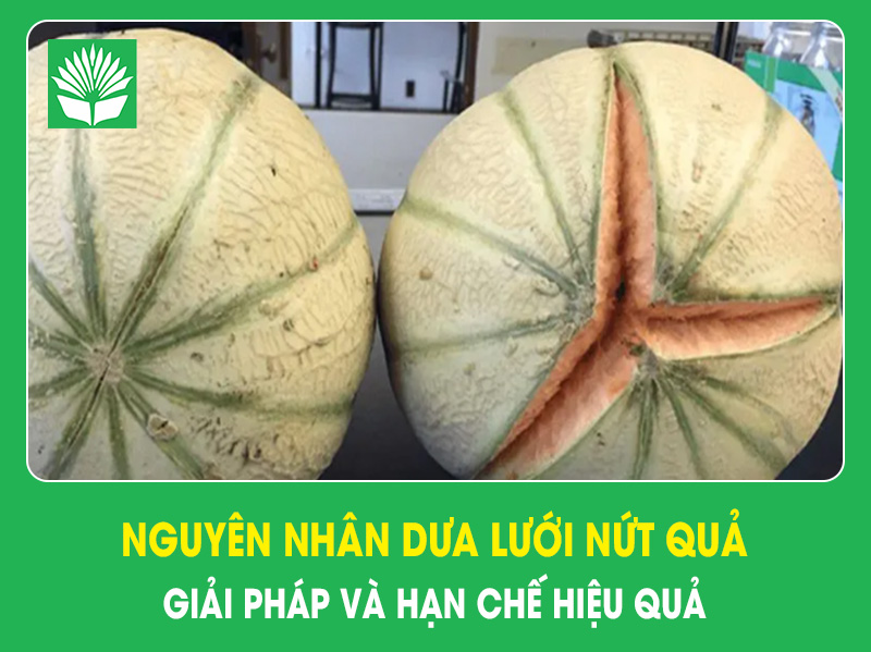 Nguyên nhân dưa lưới nứt quả, giải pháp và hạn chế hiệu quả
