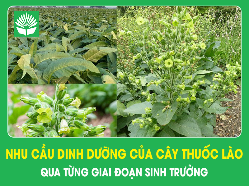 Nhu cầu dinh dưỡng của cây thuốc lào qua từng giai đoạn sinh trưởng