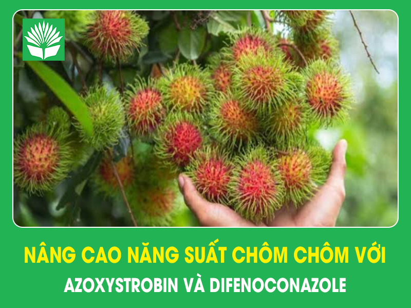 Nâng cao năng suất chôm chôm với Azoxystrobin Và Difenoconazole