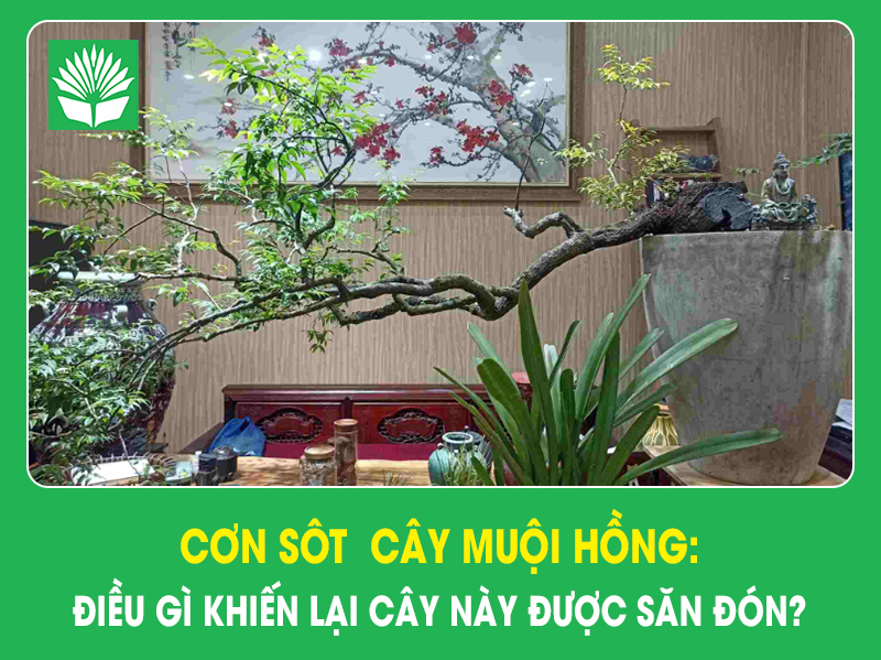 Cơn sôt  cây muội hồng: Điều gì khiến lại cây này được săn đón?