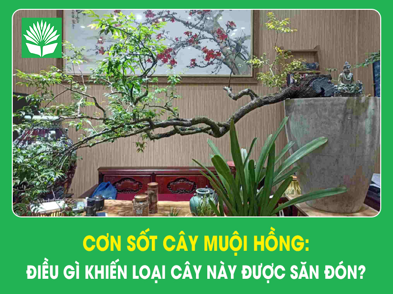 Cơn sốt cây muội hồng: Điều gì khiến loại cây này được săn đón?