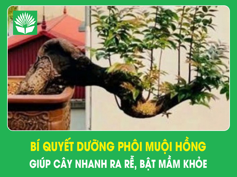 Bí quyết dưỡng phôi muội hồng giúp cây nhanh ra rễ, bật mầm khỏe