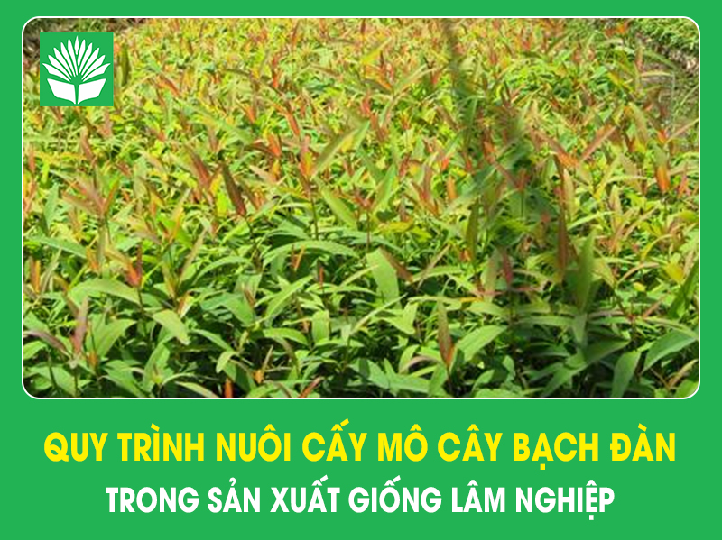 Quy trình nuôi cấy mô cây Bạch đàn trong sản xuất giống lâm nghiệp