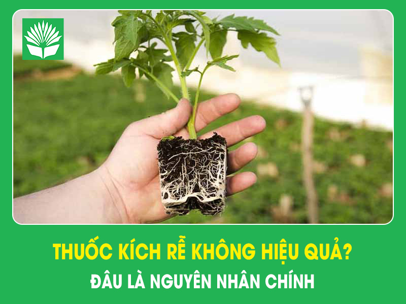 Thuốc kích rễ không hiệu quả? Đâu là nguyên nhân chính