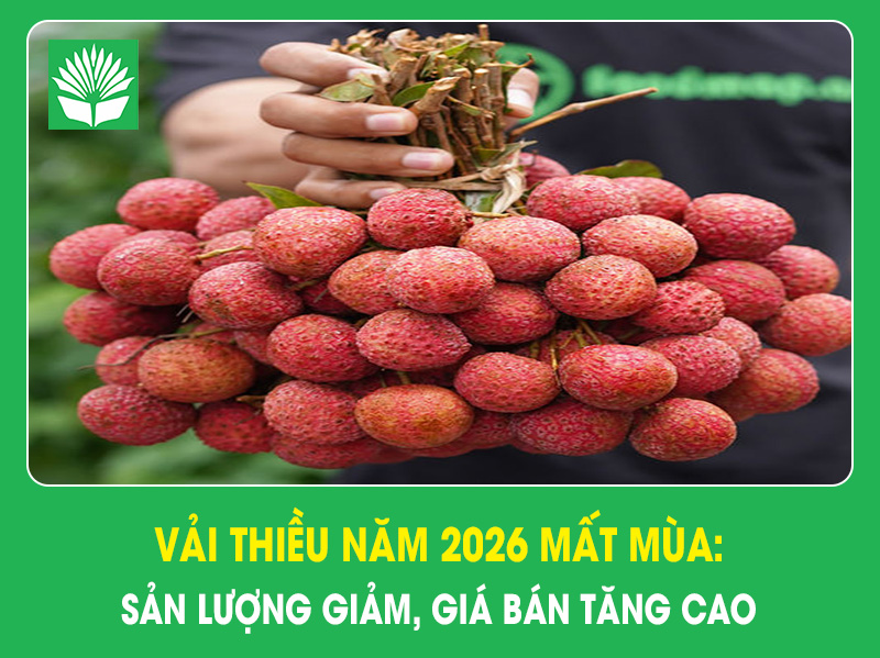 Vải thiều năm 2026 mất mùa: Sản lượng giảm, giá bán tăng cao