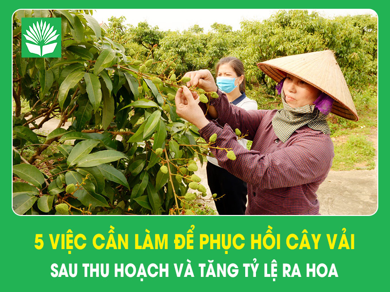 5 việc cần làm để phục hồi cây vải sau thu hoạch và tăng tỷ lệ ra hoa