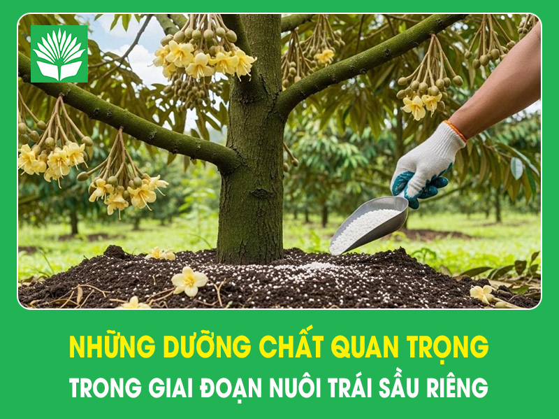 Những dưỡng chất quan trọng trong giai đoạn nuôi trái sầu riêng