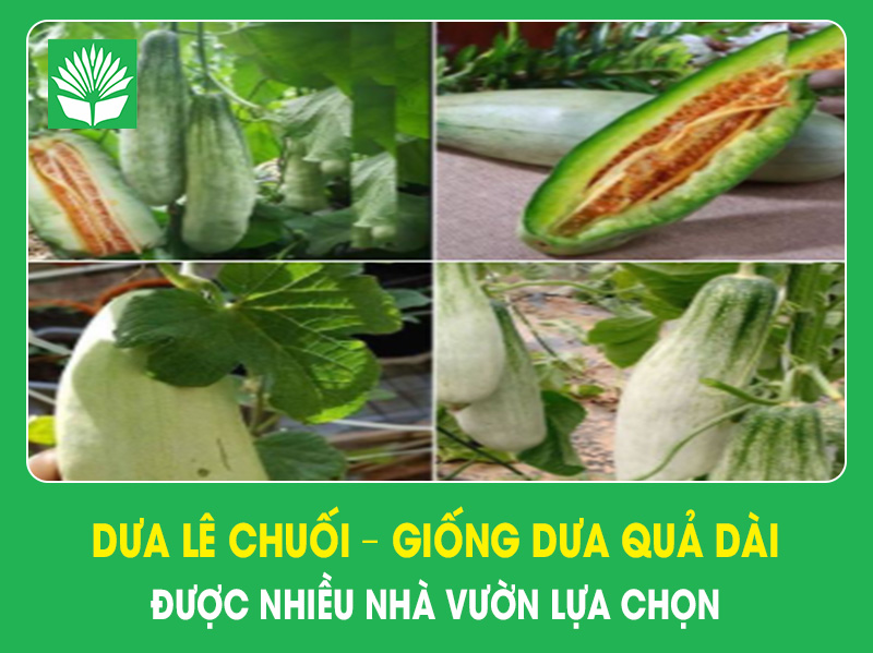 Dưa lê chuối – Giống dưa quả dài được nhiều nhà vườn lựa chọn