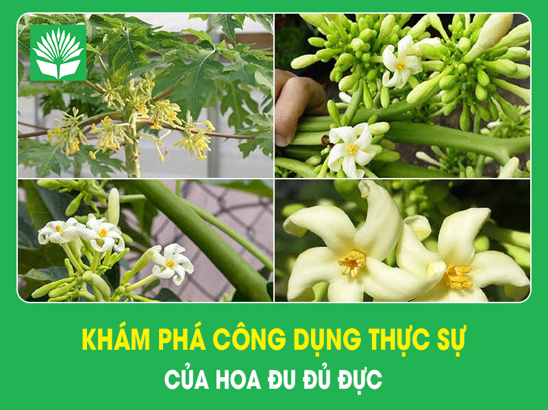 Khám phá công dụng thật sự của hoa đu đủ đực