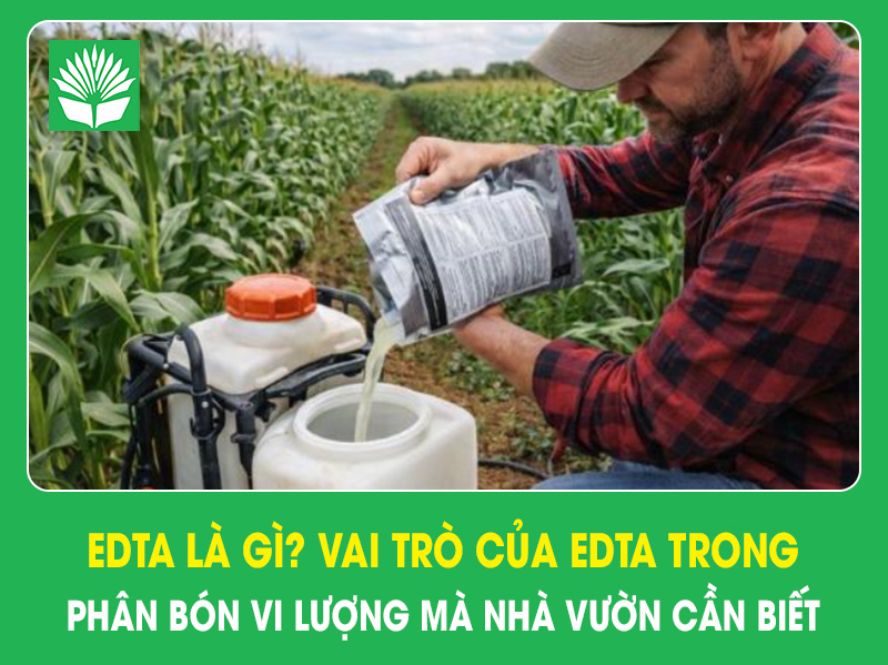 EDTA là gì? Vai trò của EDTA trong phân bón vi lượng mà nhà vườn cần biết