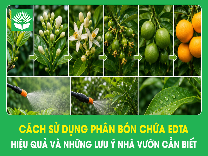 Cách sử dụng phân bón chứa EDTA hiệu quả và những lưu ý nhà vườn cần biết