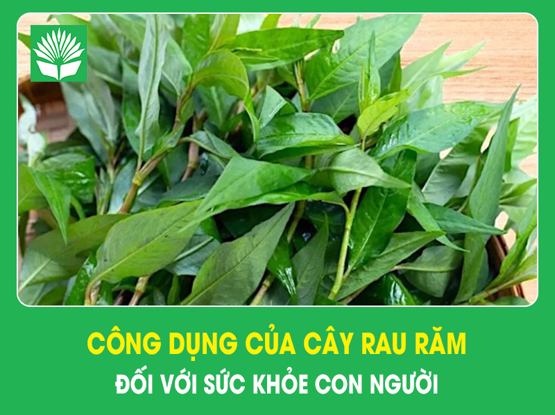 Công dụng của cây rau răm đối với sức khỏe con người