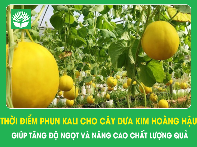 Thời điểm phun kali cho cây dưa Kim Hoàng Hậu giúp tăng độ ngọt và nâng cao chất lượng quả