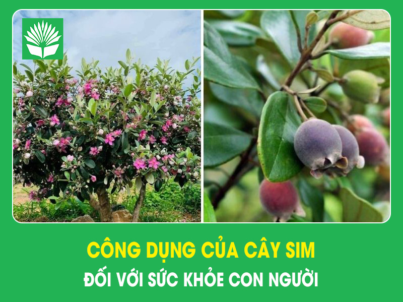 Công dụng của cây sim đối với sức khỏe con người