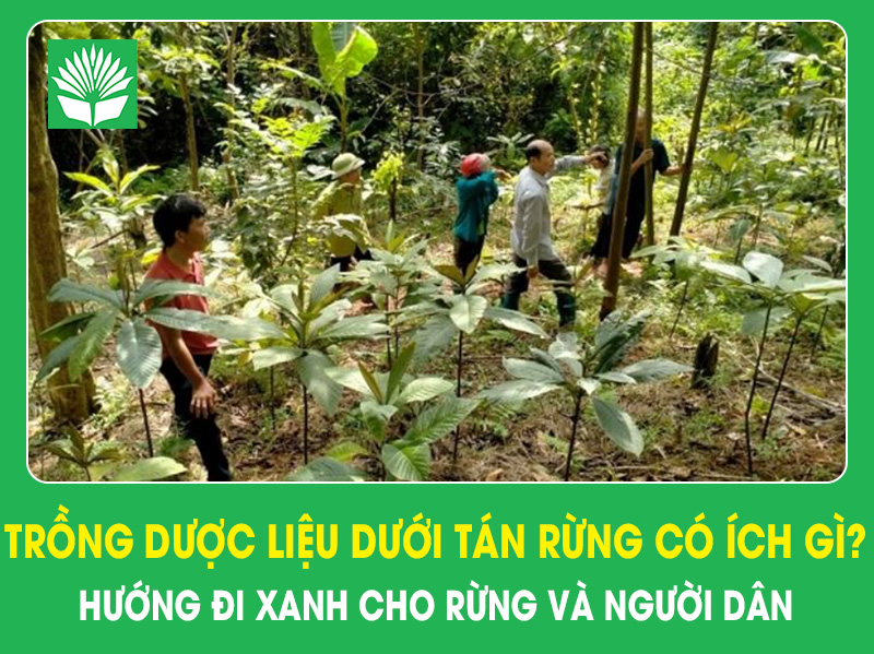 Trồng dược liệu dưới tán rừng có ích gì? Hướng đi xanh cho rừng và người dân
