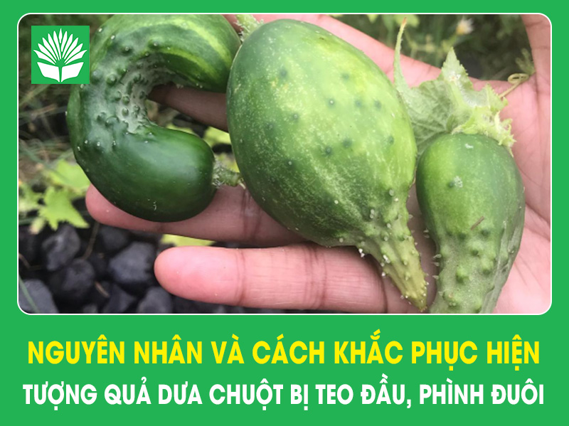 Nguyên nhân và cách khắc phục hiện tượng quả dưa chuột bị teo đầu, phình đuôi
