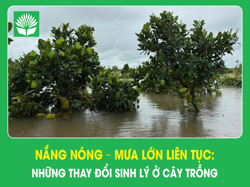Nắng nóng – mưa lớn liên tục: Những thay đổi sinh lý ở cây trồng