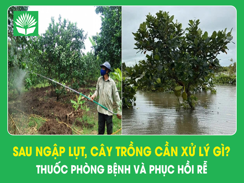 Sau ngập lụt, cây trồng cần xử lý gì? Thuốc phòng bệnh và phục hồi rễ
