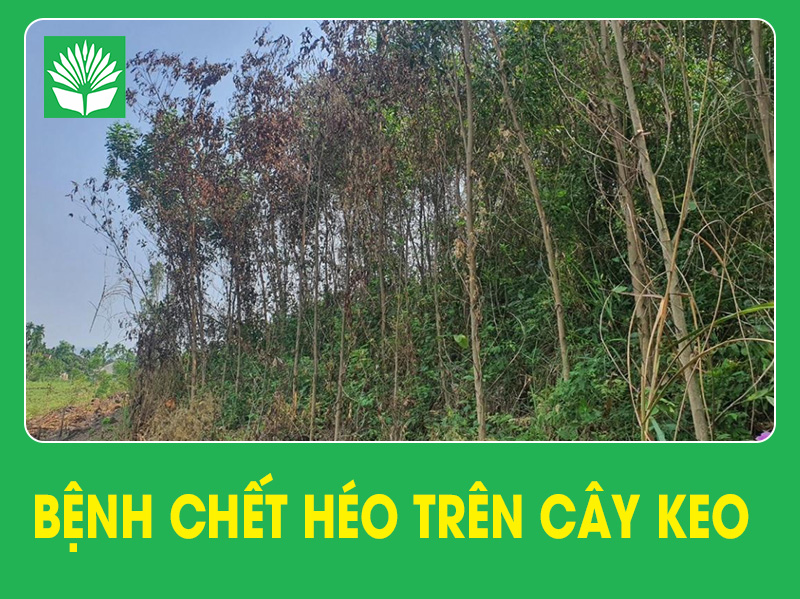 Bệnh chết héo cây keo