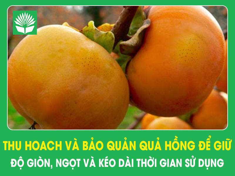 Thu hoạch và bảo quản quả hồng để giữ độ giòn, ngọt và kéo dài thời gian sử dụng