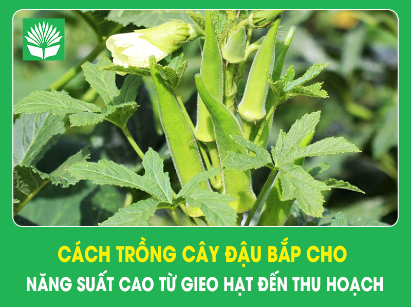 Cách trồng cây đậu bắp cho năng suất cao từ gieo hạt đến thu hoạch